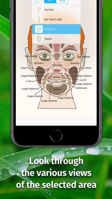Massage Maps • Reflexology Screenshot