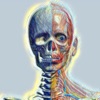 Anatomy View icon