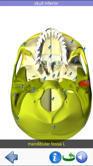 Captura de pantalla de Visual Anatomy en iPhone 8