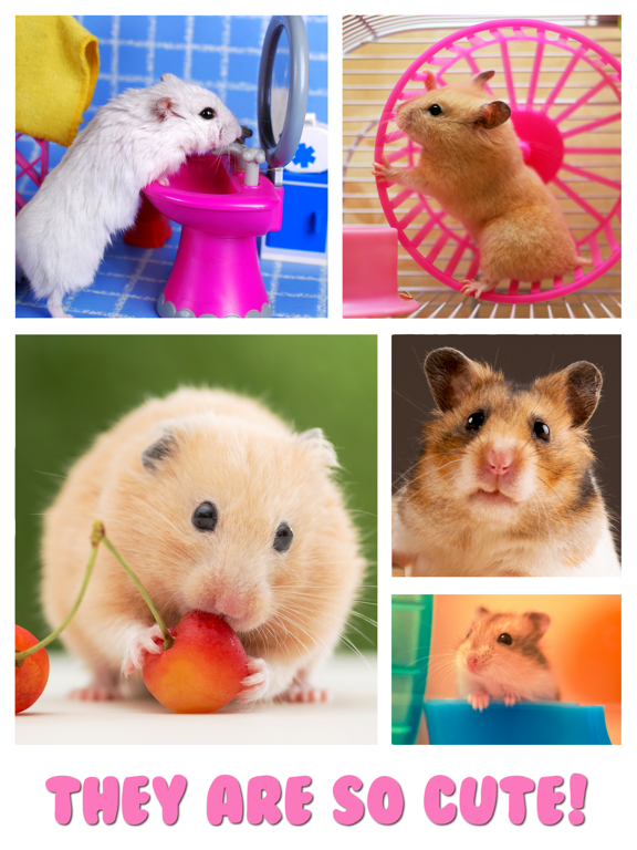 Screenshot #5 pour Hamster Jigsaw Puzzle Games