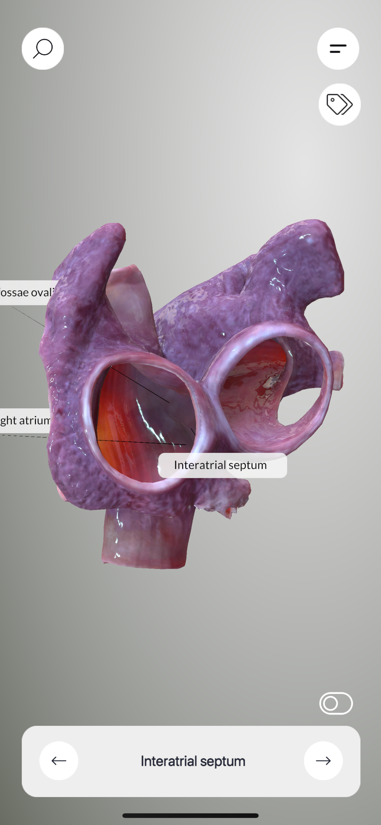 3D Heart Anatomy