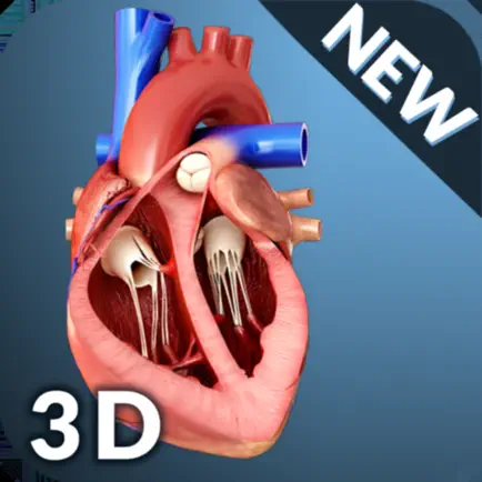 My Heart Anatomy Cheats