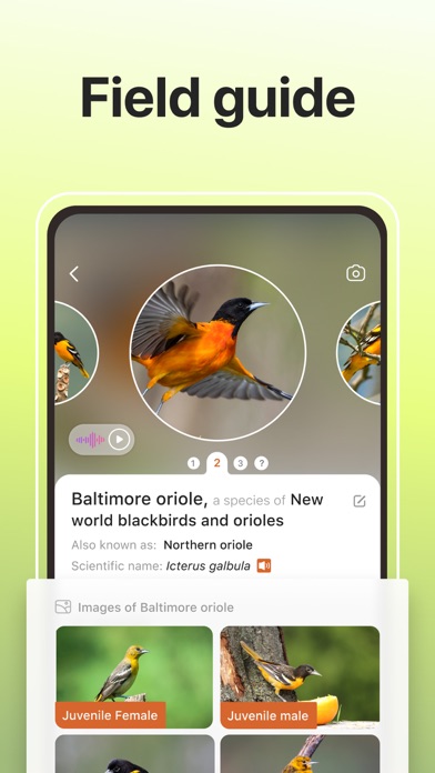 Picture Bird: Birds Identifier Screenshot