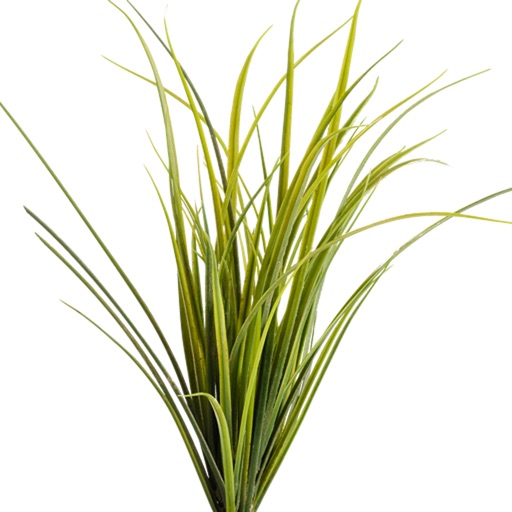 Montana Grasses icon