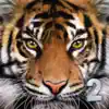 Ultimate Tiger Simulator 2 App Negative Reviews