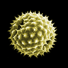Pollen-News - Stiftung aha! Allergiezentrum Schweiz
