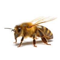 Bee Haven Bodycare logo