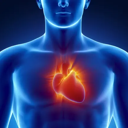Learn Heart Anatomy Cheats
