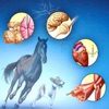 Veterinary Terminology Quiz - iPhoneアプリ