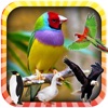 Learn the Birds Phonetic icon