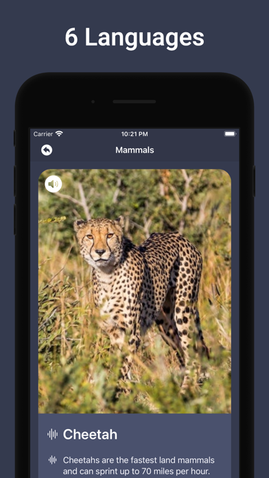 Animal Sounds & Bird Noises Screenshot