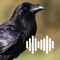 Icon Hunting Calls: Crow