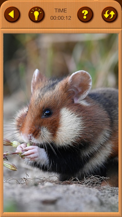 Hamster Jigsaw Puzzle Games screenshot-6
