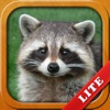 Animals for Kids, toddler game icon