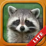 Animals for Kids, toddler game App Contact