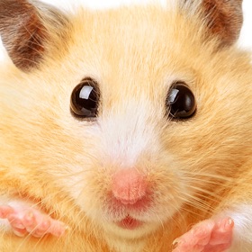 ภาพหน้าจอ (8) Hamster Jigsaw Puzzle Games