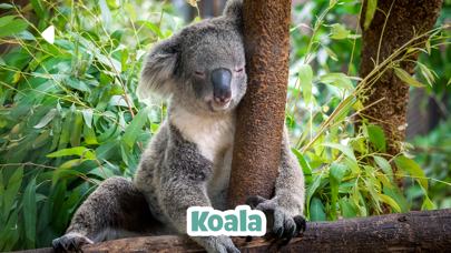 Kidify: Animal Sounds for Kids Screenshot