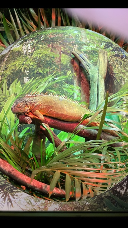 iPixelCam - Vintage Cam screenshot-3