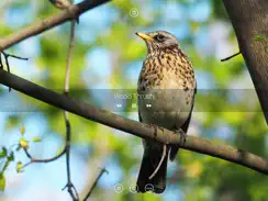 Bird Sounds, Listen & Relax iPad image 2