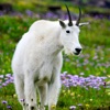 Glacier Wildflower Search icon