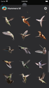 Hummingbirds - Medium (Retina) screenshot