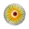 Banksia icon