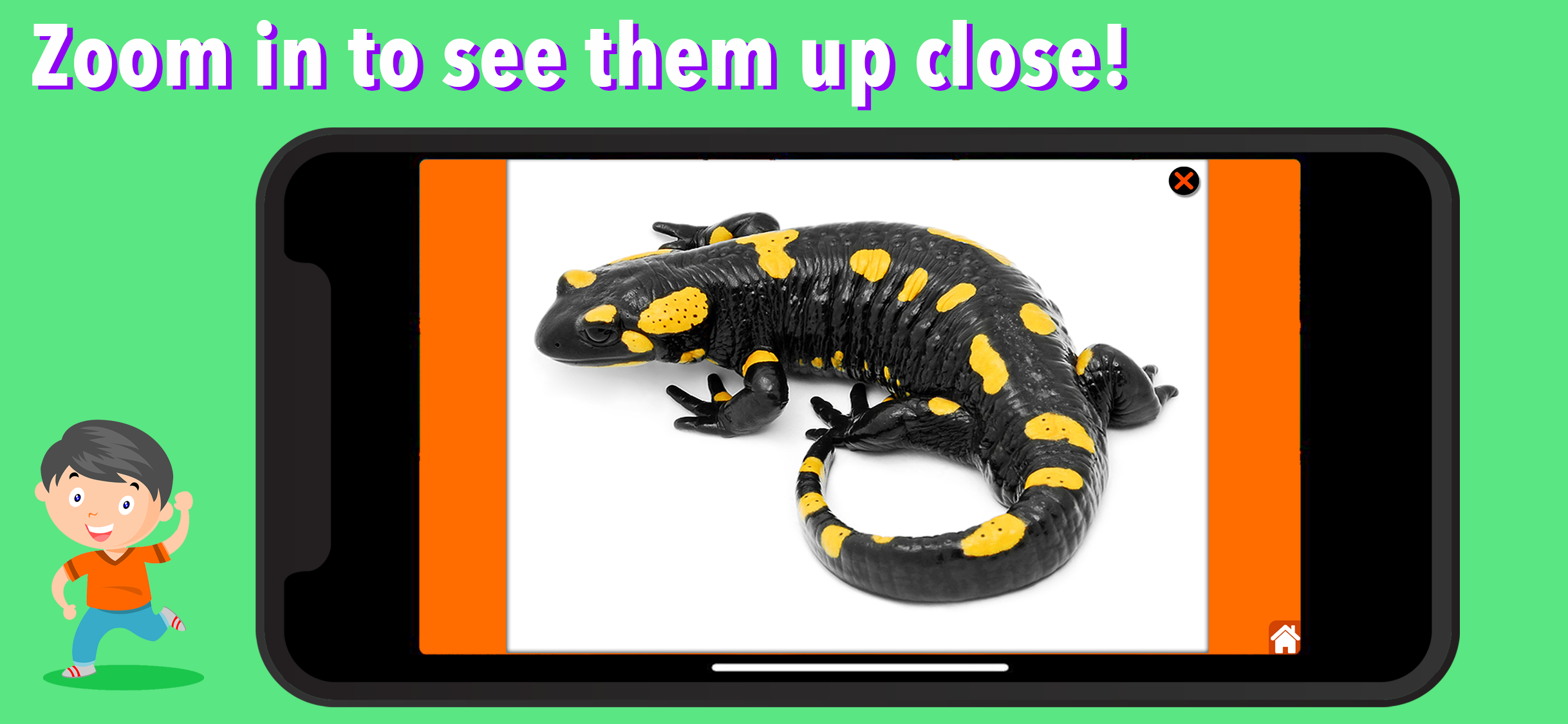Animal Kingdom (Vertebrates) screenshot 4
