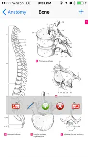 anatomy atlas айфон картинки 1
