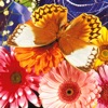 Butterfly Jigsaw icon