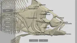 3d fish anatomy iphone images 3