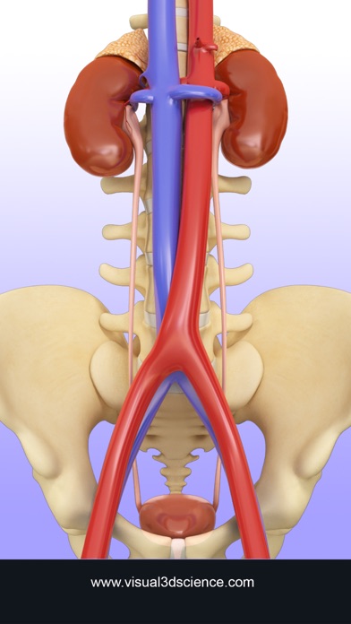 Urinary Systemのおすすめ画像7