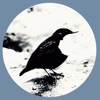 Roslagens Ornitologiska F icon