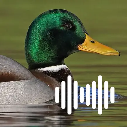 Hunting Calls: Duck Читы
