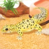 Icon Leopard Gecko Pet