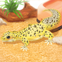 Leopard Gecko Pet