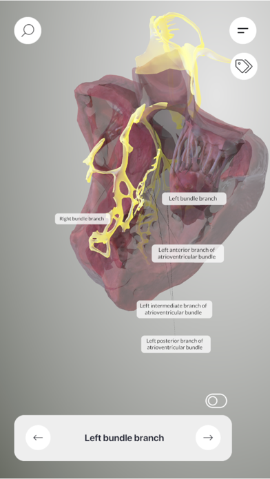 3D Heart Anatomyのおすすめ画像6
