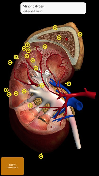 Anatomy 3D Atlas screenshot-5