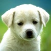 Dog Breeds HD Wallpapers - iPadアプリ