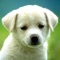 Millions of HD dog pictures in dozens of different categories