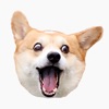 Corgi Dog's Head icon
