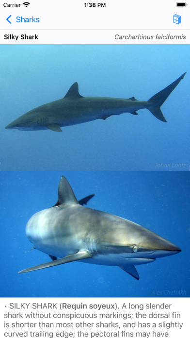 Tahiti Fish ID Screenshot