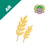 Wheat Hybridization