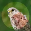 Fugle contact information