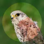 Fugle App Support