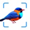 Icon The Bird Identifier App