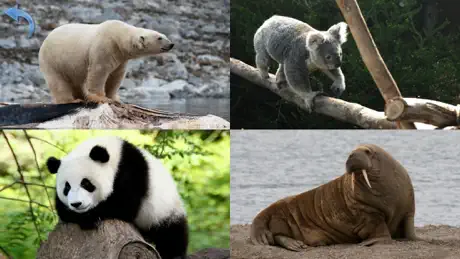 Animals for Kids, toddler game