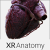 XR Anatomy LTD - 3D Heart Anatomy アートワーク