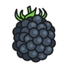 Blackberry Stickers