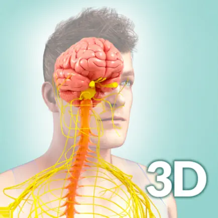 My Nervous System Anatomy Читы