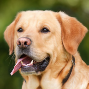 Animal Sounds & Image